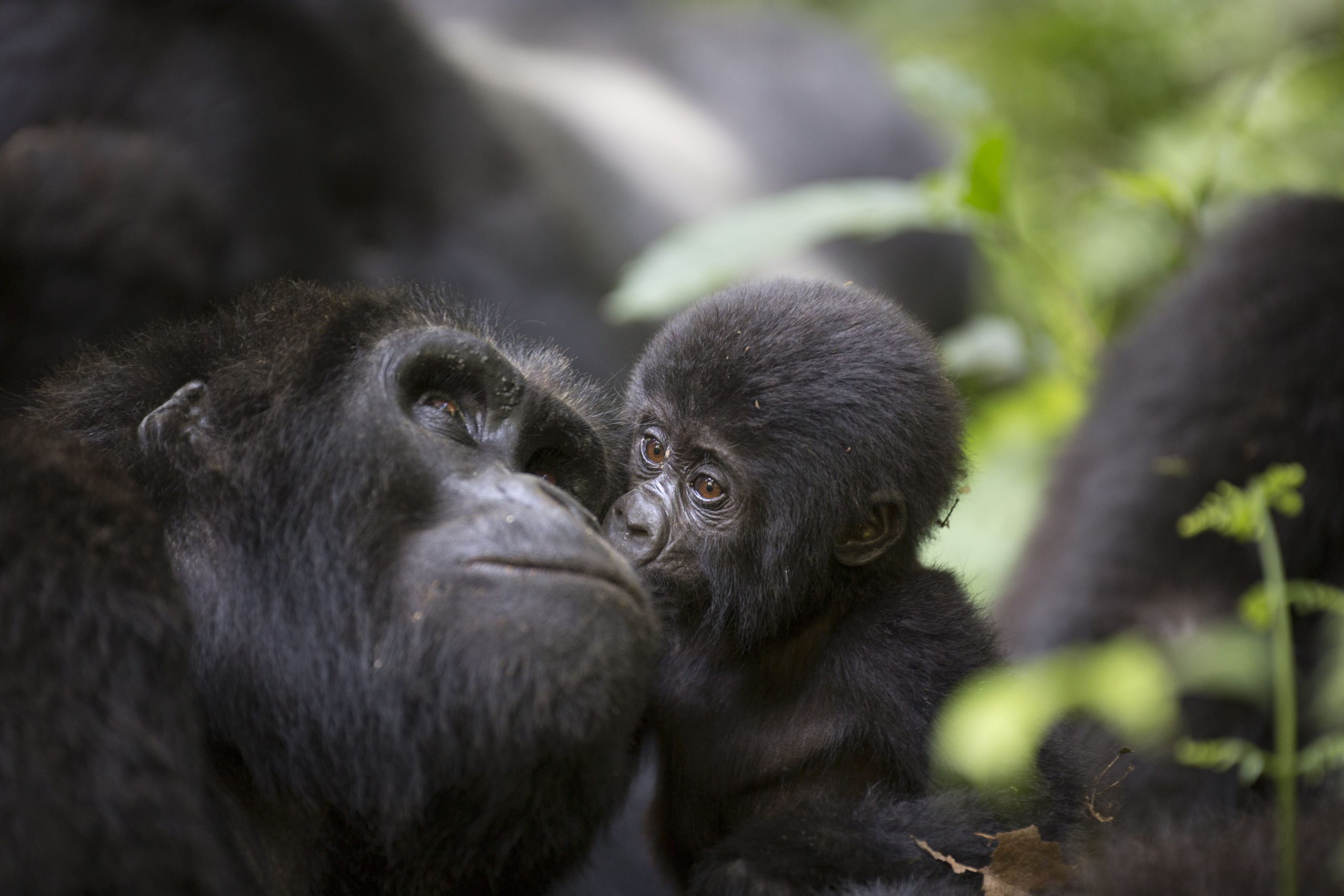 3 DAYS 2 NIGHTS IN BWINDI IMPENETRABLE FOREST NATIONAL PARK