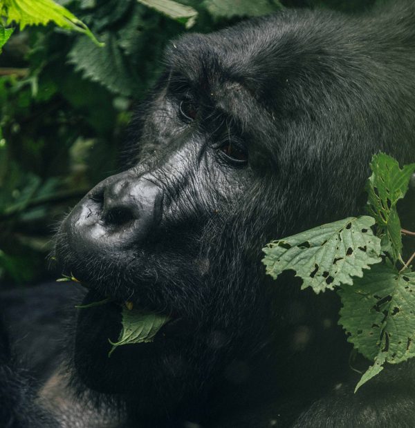 3 DAYS 2 NIGHTS IN BWINDI IMPENETRABLE FOREST NATIONAL PARK